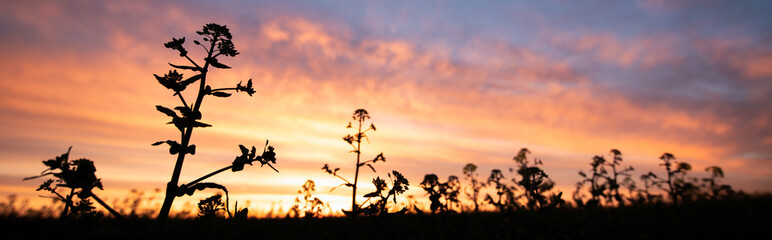 Wall Mural - Sunset Serenade: Nature's Harmonious Dance Among Rapeseed Blooms