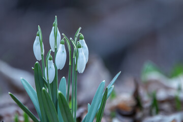 Sticker - Dawn Serenity: Snowdrops Blanket Forest Floor