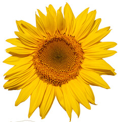 Wall Mural - Isolated Elegance: Sunflower in Pure White Space