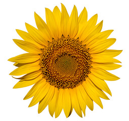 Wall Mural - Alone in Brilliance: Sunflower Against White