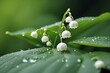 White lily of the valley flower of green leaf
