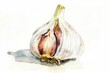 An elegant watercolor of a single garlic bulb, its papery skin textures highlighted, on white