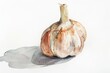 An elegant watercolor of a single garlic bulb, its papery skin textures highlighted, on white
