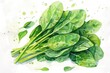 Watercolor art of a bunch of fresh spinach leaves, with drops of water, detailed on a white canvas