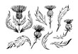 Thistle illustration. Set of realistic hand drawn vector sketches