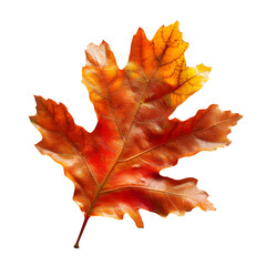 Wall Mural - Red autumn leaf oak isolated on white and transparent background 