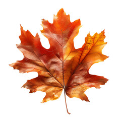 Wall Mural - Red autumn leaf oak isolated on white and transparent background 