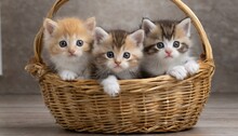 Cute Kittens In A Wicker Basket 