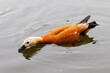 The shellac (Tadorna ferruginea) or red duck Ogar, stretching neck, drinks water on the pond.