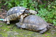 Couple of turtles on the ground while copulate