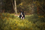 Fototapeta Psy - Pies czarno biały border collie w leśnej scenerii