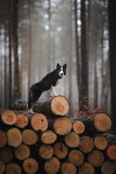 Fototapeta Psy - Czarny border collie stoi na wyciętych drzewach w lesie