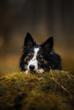 Fototapeta Psy - Czarno-biały pies border collie leży na trawie w zielonej scenerii