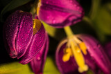 Fototapeta Dmuchawce - Zdjęcie tulipanów