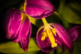 Fototapeta Tulipany - Tulipany w zbliżeniu