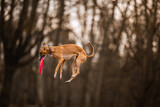Fototapeta Psy - Whippet chart angielski skacze i łapie frisbee na brązowym leśnym tle