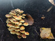 mushrooms in the forest (Hypholoma fasciculare)