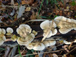 mushrooms in the forest (trametes)