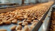 A conveyor belt filled with various nuts. Suitable for industrial and manufacturing concepts