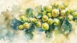 A watercolor illustration of fresh Brussels sprouts on the stalk, with splashes of green and yellow hues, showcasing the beauty of organic produce in a classic art style