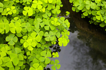 Wall Mural - Marsilea crenata water plant in pond. Beautiful green leaves