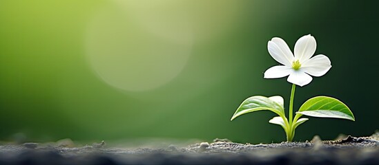 Wall Mural - Small white flower and green leaf on the ground