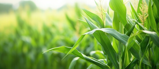 Wall Mural - Cornfield close-up under vibrant green sky