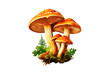 a picture of a mushroom soft smooth lighting only png premium