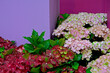 czerwona i różowa Hortensja ogrodowa, Hydrangea macrophylla, seria odmian Magical Four Seasons, hortensje na tle rózowej i fioletowej ściany, red and pink garden hydrangea
