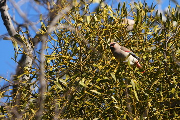 Poster - japanese waxwing in a forest