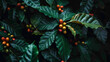 Coffee beans grow abundantly in the plantation.