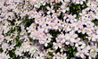 Clematis with pink flowers in the garden in spring, hedge plant, climbing plant