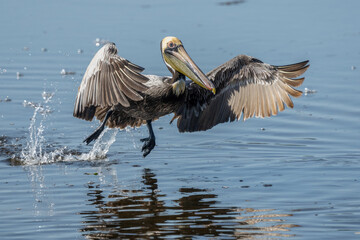 Wall Mural - brown pelican taking off from pond