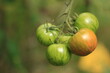 Niedojrzały pomidor