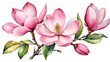 Watercolor Pink Magnolia Branch on Transparent Background