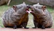 A Pair Of Wombats Sharing A Secret Joke