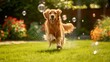 Joyful Golden Retriever playing with bubbles in sunlit garden