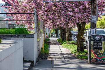 Wall Mural - Portland, OR Streetscape Sidewalk With Springtime Cherry Blossoms Overhead