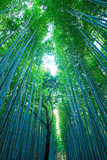Fototapeta Na drzwi - Bamboo Forest in Arashiyama, Kyoto, Japan