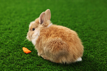 Wall Mural - Cute little rabbit on grass. Adorable pet