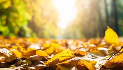 beautiful autumn abstract background with yellow leaves and sunshine bokeh and glow falling leaves natural background technology