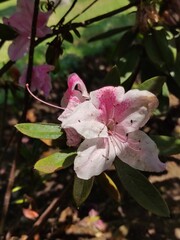 Wall Mural - a pink flower in the garden, una flor de color rosa en el jardin 
