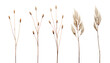 ears of dry grass isolated on transparent background cutout