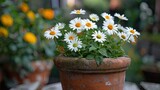 Fototapeta Dmuchawce - Radiant Daisy Bloom in a Garden Pot - Celebrating the Beauty of Nature's Botanical Wonders