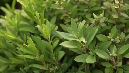 Wall Mural - Aromatic herbs such as rosemary and sage are carefully harvested and dried to be used in aromatherapy blends.