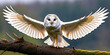Animal wildlife photography - White barn owl ( Tyto alba ) with wings flying wide open