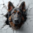 German Shepherd dog peeking out of the wall portrait