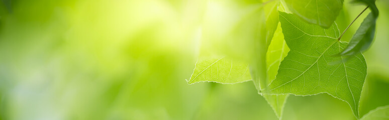 Wall Mural - Nature of green leaf in garden at summer. Natural green leaves plants using as spring background cover page greenery environment ecology lime green wallpaper