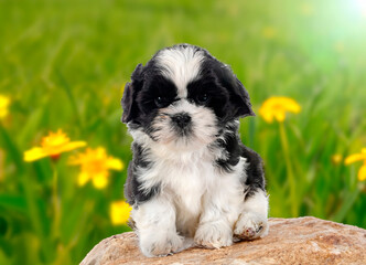 Sticker - puppy shih tzu