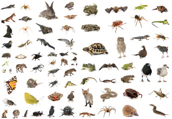 Wall Mural - european wildlife in studio